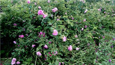 Gallery_179